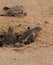 Loggerhead baby sea turtles hatching in a turtle farm in Sri Lanka, Hikkaduwa