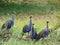 Loggerhead guinea fowl. Samburu. (Acryllium vulturinum).