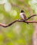 Loggerhead Kingbird on a branch