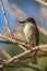 Loggerhead Kingbird close-up