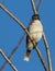 Loggerhead Kingbird close-up