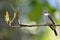 Loggerhead Kingbird (Tyrannus caudifasciatus)