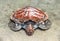 Loggerhead the loggerhead sea turtle rests on the water`s edge on the sand on the seashore
