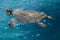 Loggerhead Sea Turtle