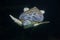 Loggerhead sea turtle Caretta caretta
