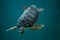 Loggerhead sea turtle Caretta caretta.