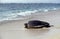 LOGGERHEAD SEA TURTLE caretta caretta, ADULT GOING BACK TO SEA AFTER LAYING EGGS, AUSTRALIA
