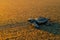 Loggerhead Sea Turtle, Caretta caretta, evening birth on the sand beach, Corcovado NP, Costa Rica. First minute of live, small