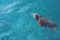 Loggerhead sea turtle (Caretta Caretta) swimming