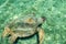 Loggerhead Sea Turtle-Caretta caretta, swimming in the bay of Kasteloriz0