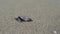 Loggerhead sea turtle hatchling crawling to ocean