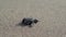 Loggerhead sea turtle hatchling crawling to ocean