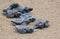 Loggerhead sea turtle hatchlings