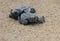 Loggerhead sea turtle hatchlings