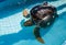 Loggerhead Sea Turtle - Marathon, Florida