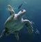 Loggerhead sea turtle with reef fishes 02