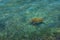 Loggerhead sea turtle swimming with fishes, Caretta caretta in Kalkan Antalya