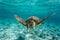 Loggerhead sea turtle swimming on reef