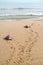 Loggerhead Sea Turtles (Caretta caretta)