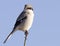 Loggerhead Shrike