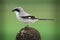 Loggerhead shrike