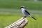 Loggerhead Shrike