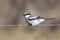 Loggerhead Shrike on Barbed Wire