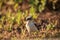 Loggerhead shrike bird Lanius ludovicianus perches the grass