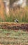 Loggerhead shrike bird Lanius ludovicianus perches on the ground