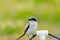 Loggerhead shrike bird Lanius ludovicianus perches on a rope