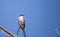 Loggerhead shrike bird Lanius ludovicianus perches on a tree