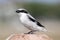 Loggerhead Shrike (Lanius ludovicianus)