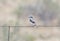 Loggerhead Shrike Lanius ludovicianus Perched on Barbed Wire