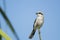 Loggerhead Shrike Perched
