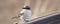 A Loggerhead Shrike Perched on the Back of a Bench