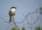 Loggerhead Shrike perched in Florida