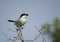 Loggerhead Shrike perched in Florida