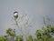 Loggerhead Shrike perched in Florida