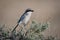 Loggerhead shrike perched on Sagebrush