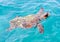 Loggerhead Turtle