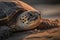 Loggerhead Turtle