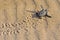 Loggerhead Turtle baby(Caretta caretta)