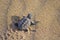 Loggerhead Turtle baby(Caretta caretta)