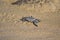 Loggerhead Turtle baby(Caretta caretta)