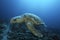 Loggerhead turtle (caretta caretta) drifting