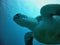 Loggerhead turtle and diving in Tenerife