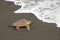 Loggerhead turtles (Caretta caretta)