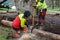 Loggers cutting tree trunk with chain saws in rainy day