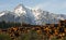 Logging Camp Whithorse Mountain Darrington Washington Stacked Lo