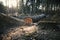 Logging in the commercial forest in Czech republic. Log trunks pile of larch.